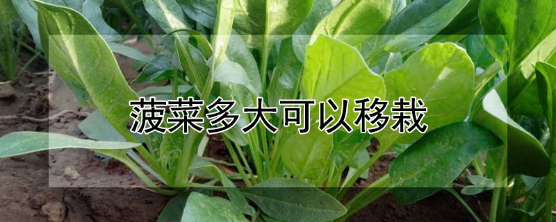 菠菜多大可以移栽"