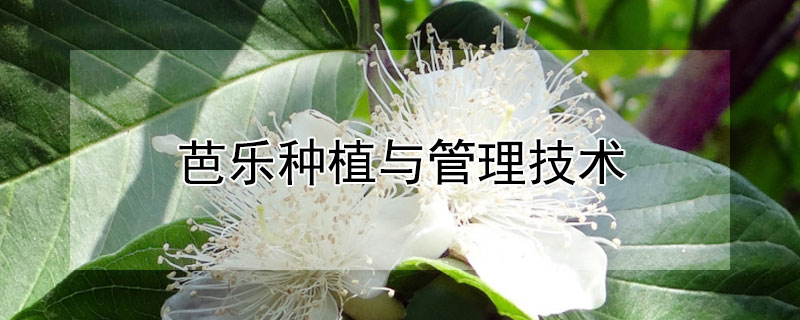 芭乐种植与管理技术"