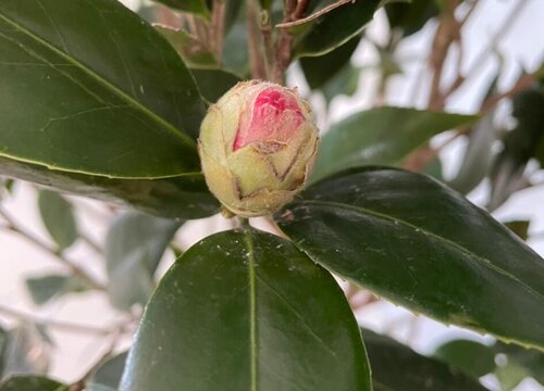 茶花花苞怎么养花苞不落全开放