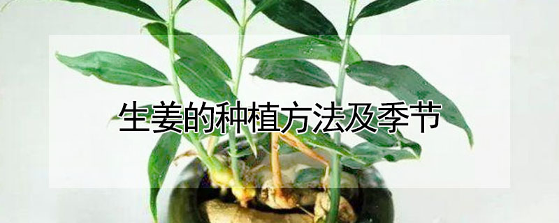 生姜的种植方法及季节"