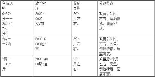 石斑鱼放苗：鱼苗培育的技术要点（土塘和高位池）"