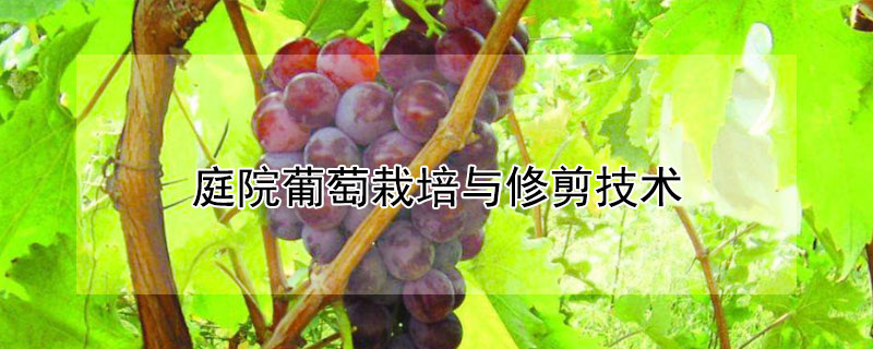 庭院葡萄栽培与修剪技术"