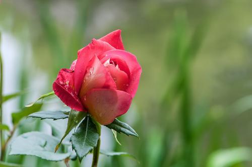 月季花肥用什么合适