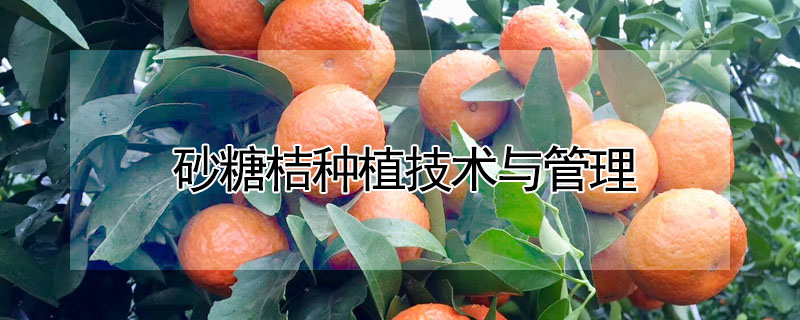 砂糖桔种植技术与管理"