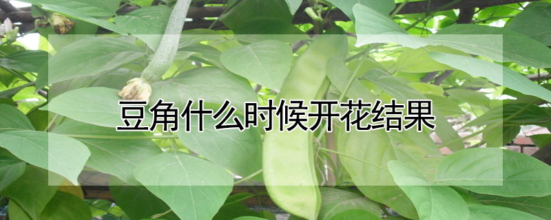 豆角什么时候开花结果"