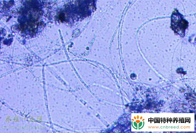 水霉病突袭，养鱼户应如何防治？(2)