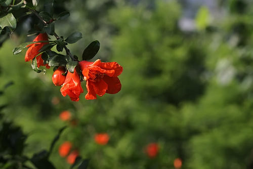 石榴花是什么季节开花 开花月份