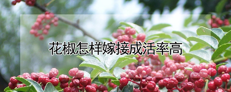 花椒怎样嫁接成活率高