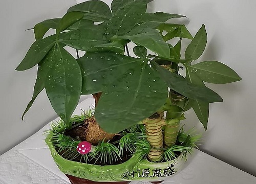 发财树属于什么类植物 是木本植物吗