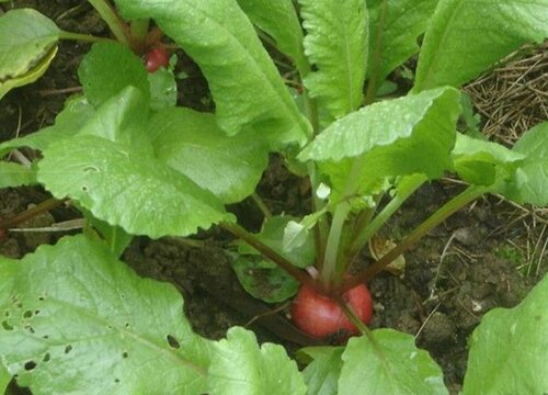 水果萝卜什么时候种植最好（北方最佳种植时间和方法）"