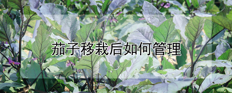 茄子移栽后如何管理