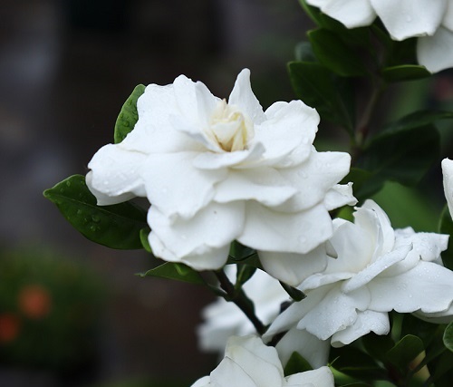 栀子花什么时候开花季节