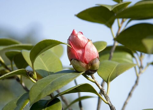 茶花的花苞一直打不开是什么原因"