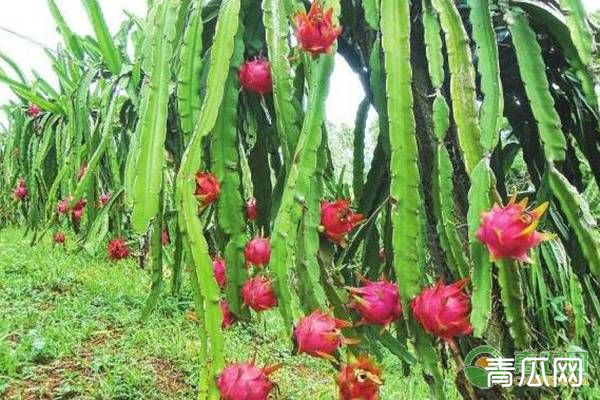 红心火龙果的高效种植介绍"