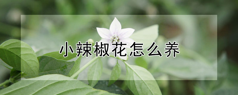 小辣椒花怎么养"