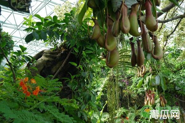 酸角种子也能种植成盆栽吗"