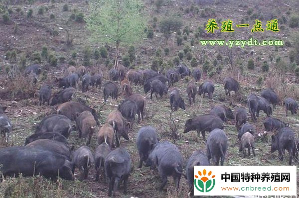 野猪一条龙饲养法