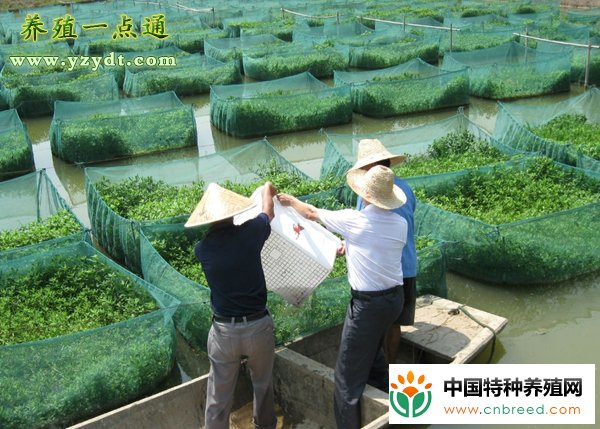 泥鳅常见的生物敌害"