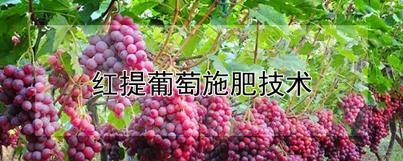 红提葡萄施肥技术