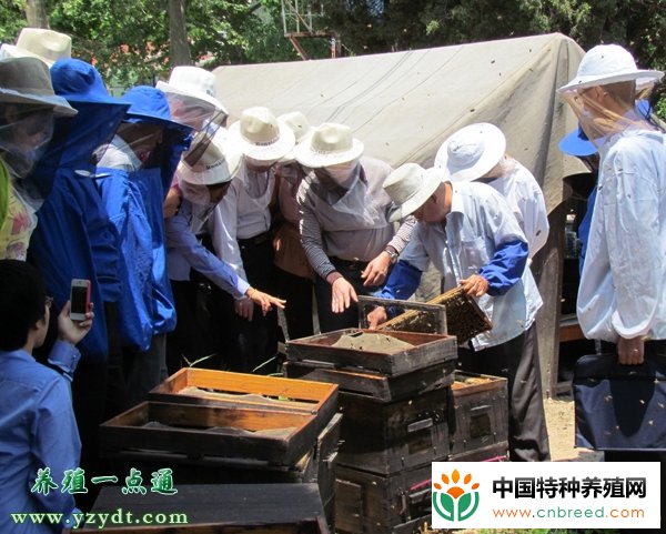 蜜蜂病害的预防措施