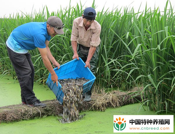 茭白田养泥鳅--无公害套养技术"