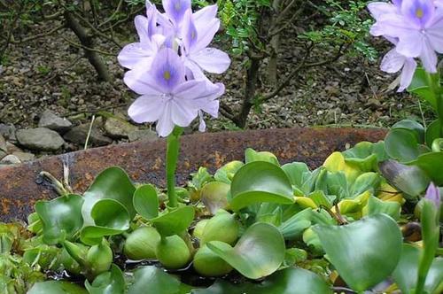 水葫芦冬天会冻死吗