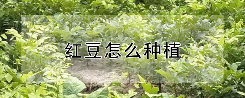 红豆怎么种植"