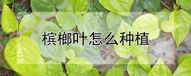 槟榔叶怎么种植"