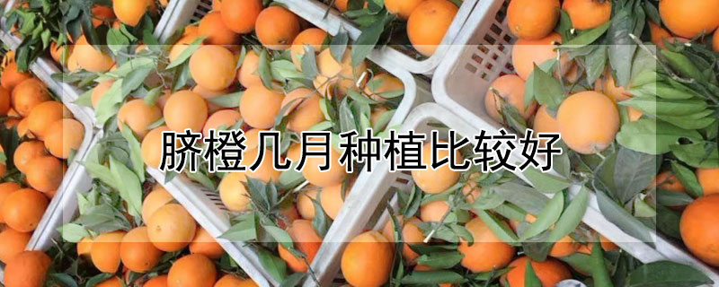 脐橙几月种植比较好"