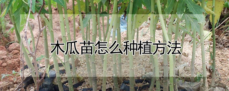 木瓜苗怎么种植方法"