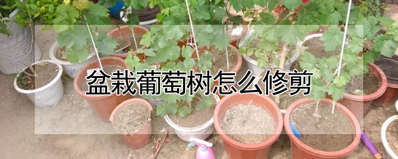 盆栽葡萄树怎么修剪"