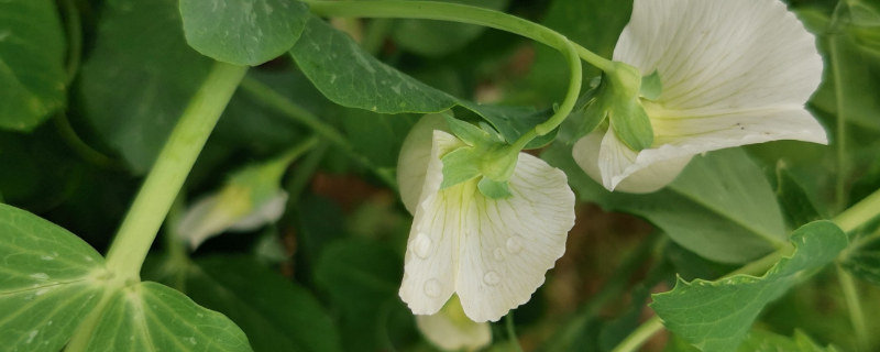 豌豆开花期浇水好吗"