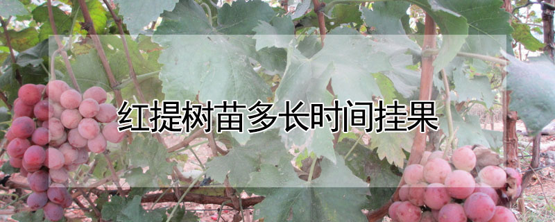 红提树苗多长时间挂果"