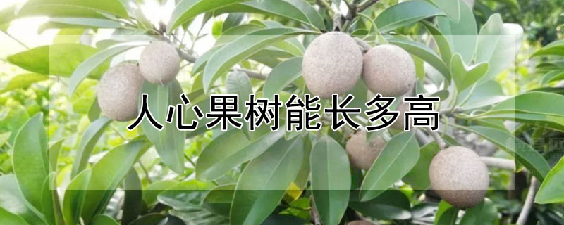 人心果树能长多高"