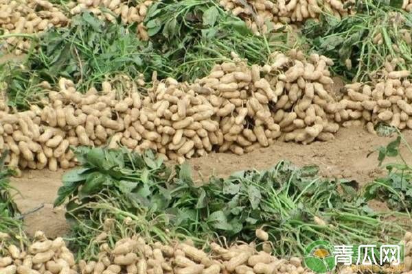 2019年夏花生种植技术要点"