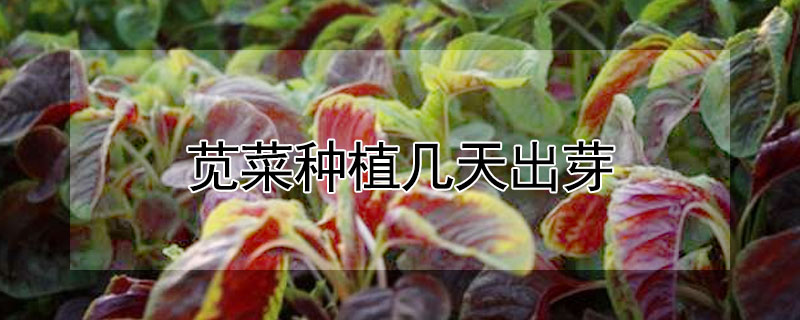 苋菜种植几天出芽"