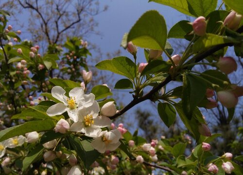 梧桐树在什么季节开放 梧桐树几月开花结果