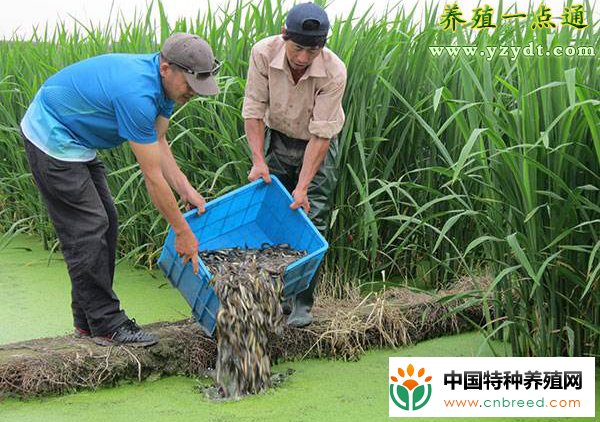 泥鳅万能套养技术大全--套养混养百搭效益高