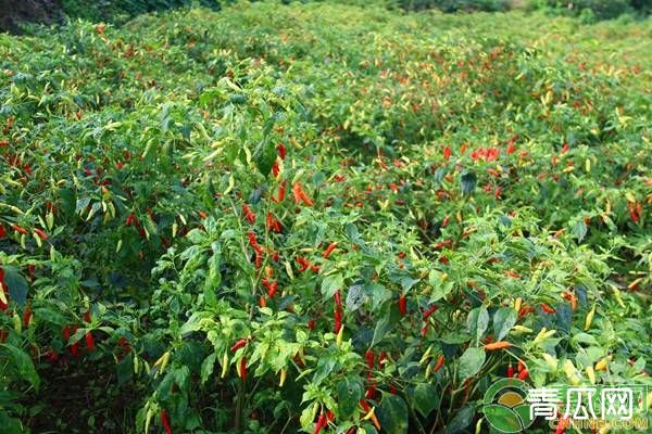 朝天椒田间种植技术"