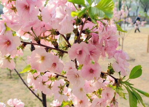 樱花在什么季节开放 一般什么时候开花