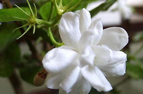 茉莉花花期多长时间 花期是什么时候