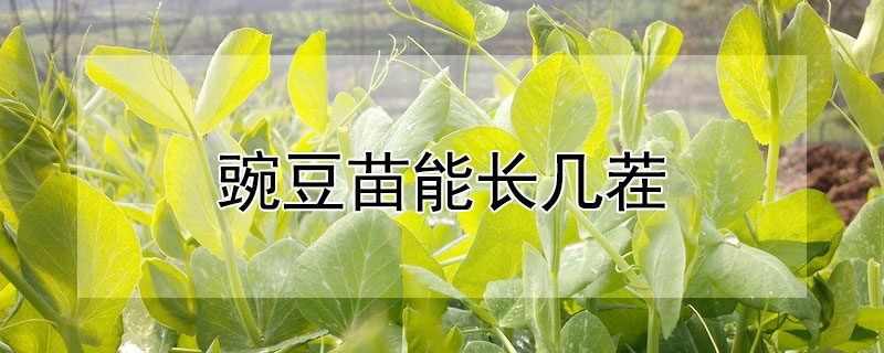 豌豆苗能长几茬"