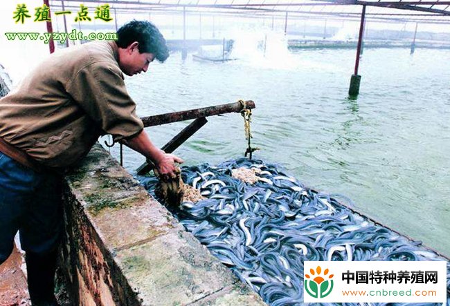 鳗鱼饲料的配制和投喂技术，国内鳗鱼消费市场持续扩大"