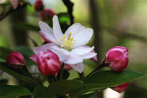 苹果花什么季节开花