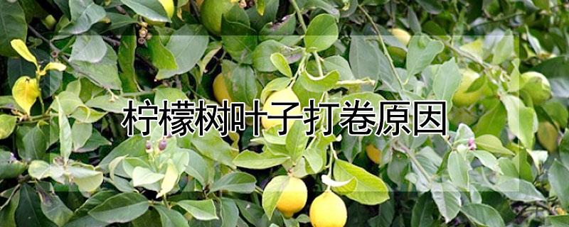 柠檬树叶子打卷原因