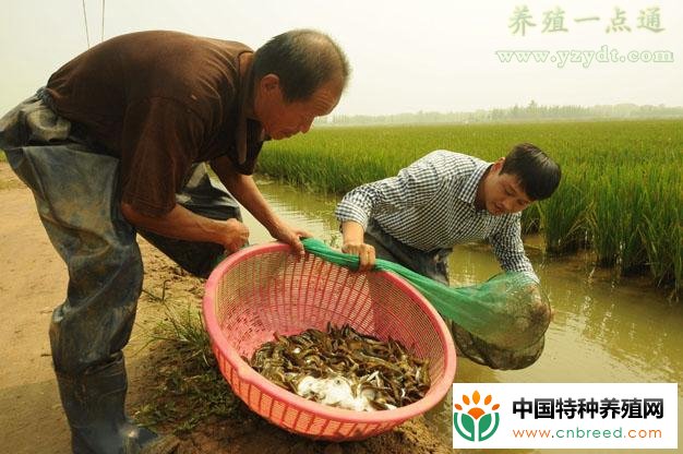 泥鳅干塘捕捉方法"