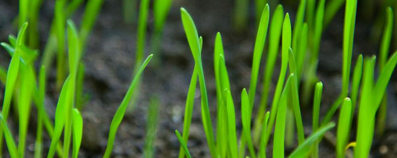 小麦苗种植方法"