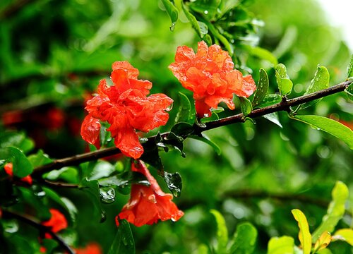 家里养石榴花吉利吗 家庭种盆栽石榴风水讲究