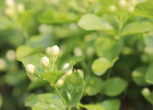 栀子花和茉莉哪个适合家里养