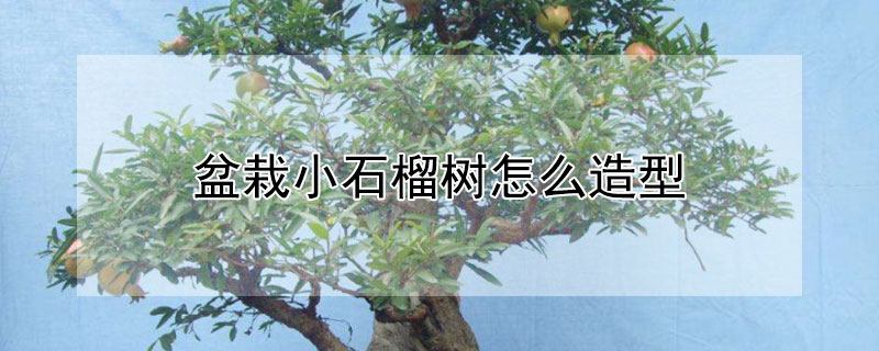 盆栽小石榴树怎么造型"